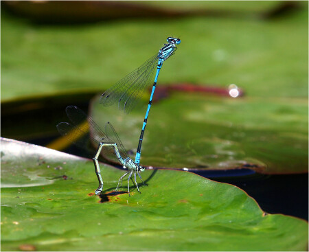 Coenagrion puella - Стрелка-девушка