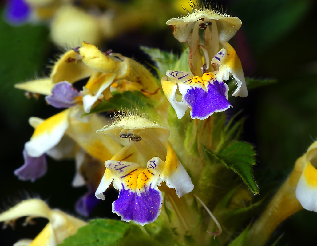 Galeopsis speciosa - Пикульник красивый или Зябра.