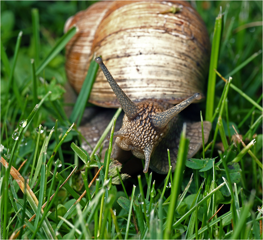 Helix pomatia - Улитка виноградная.