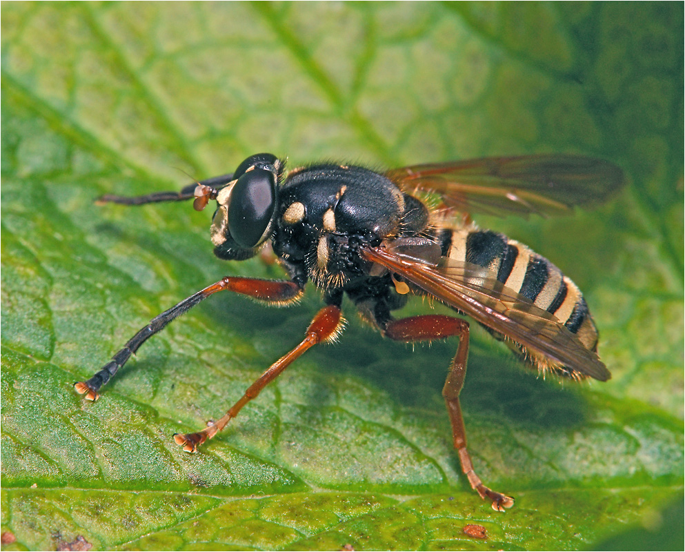 Temnostoma apiforme - Темностома пчеловидная