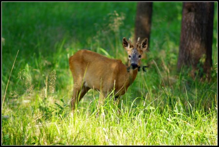 Встреча в лесу Беларуси