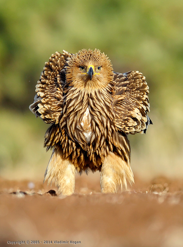 Eastern Imperial Eagle portrait