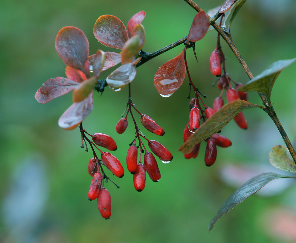 Berberis vulgaris - Барбарис обыкновенный