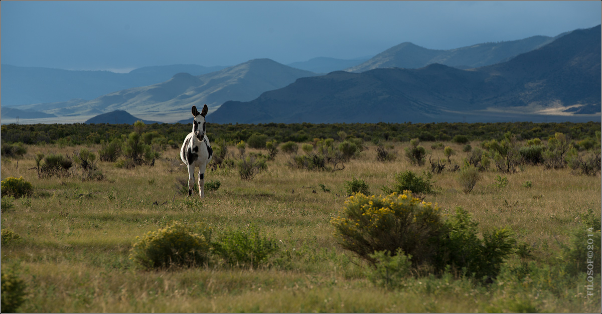 wild horse