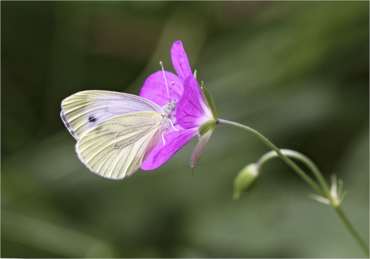 Капустница (Pieris brassicae)