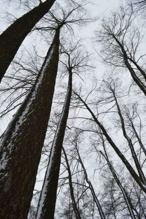 Когда деревья...ll