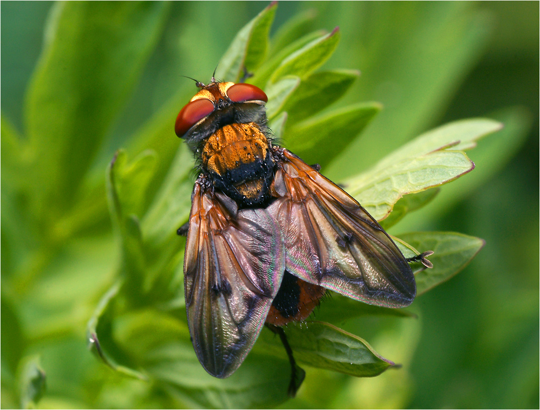 Ectophasia oblonga - Ежемуха.