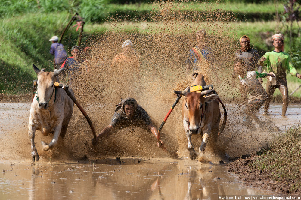 Pacu Jawi