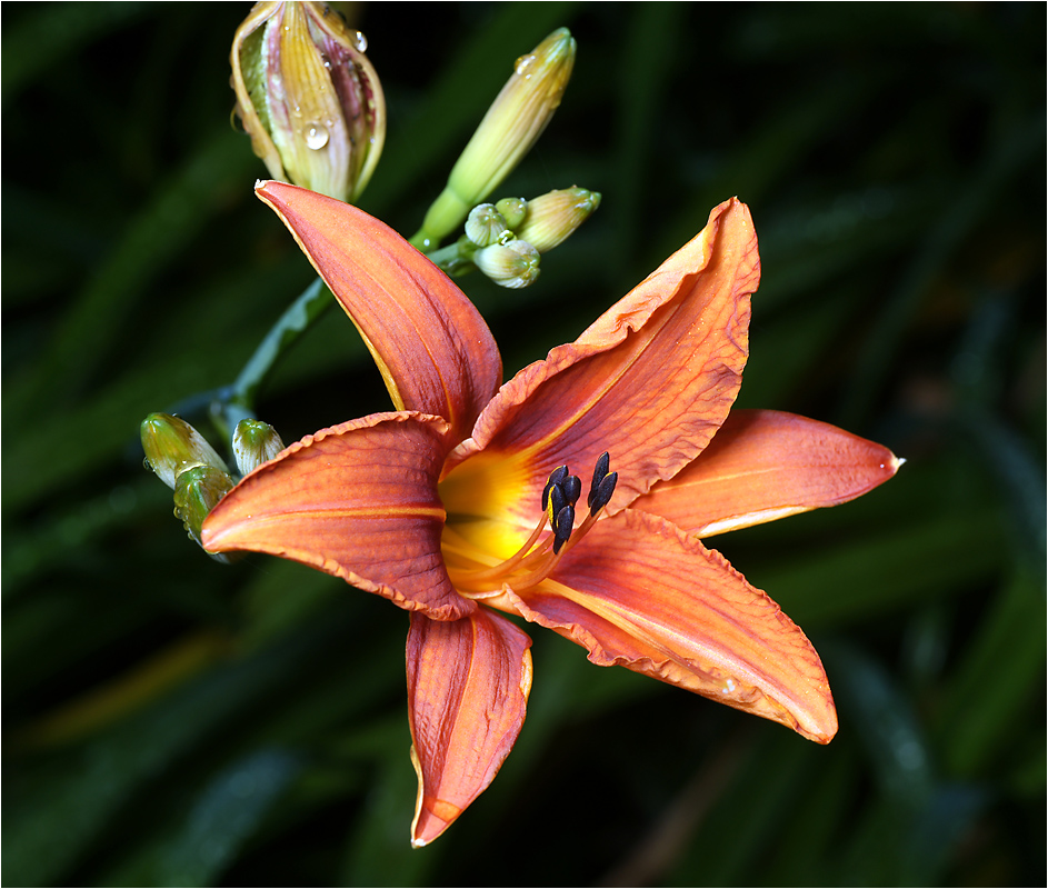 Hemerocallis hybrida - Лилейник гибридный.