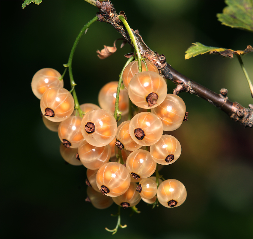 Ribes rubrum - Смородина садовая