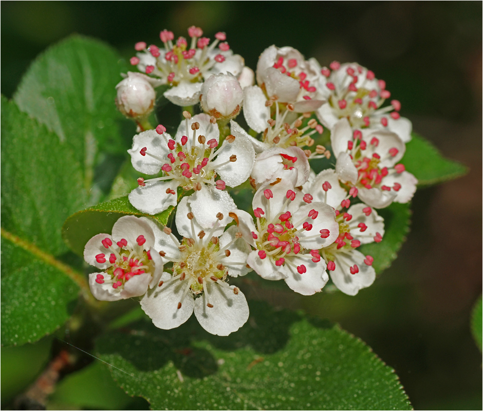 Sorbaronia mitschurinii - Черноплодка