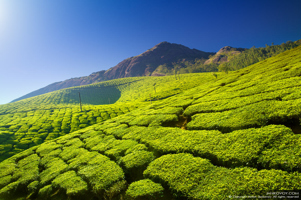 Tea Paradise