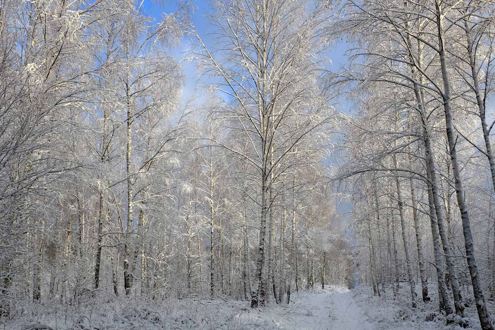 Второй день Рождества