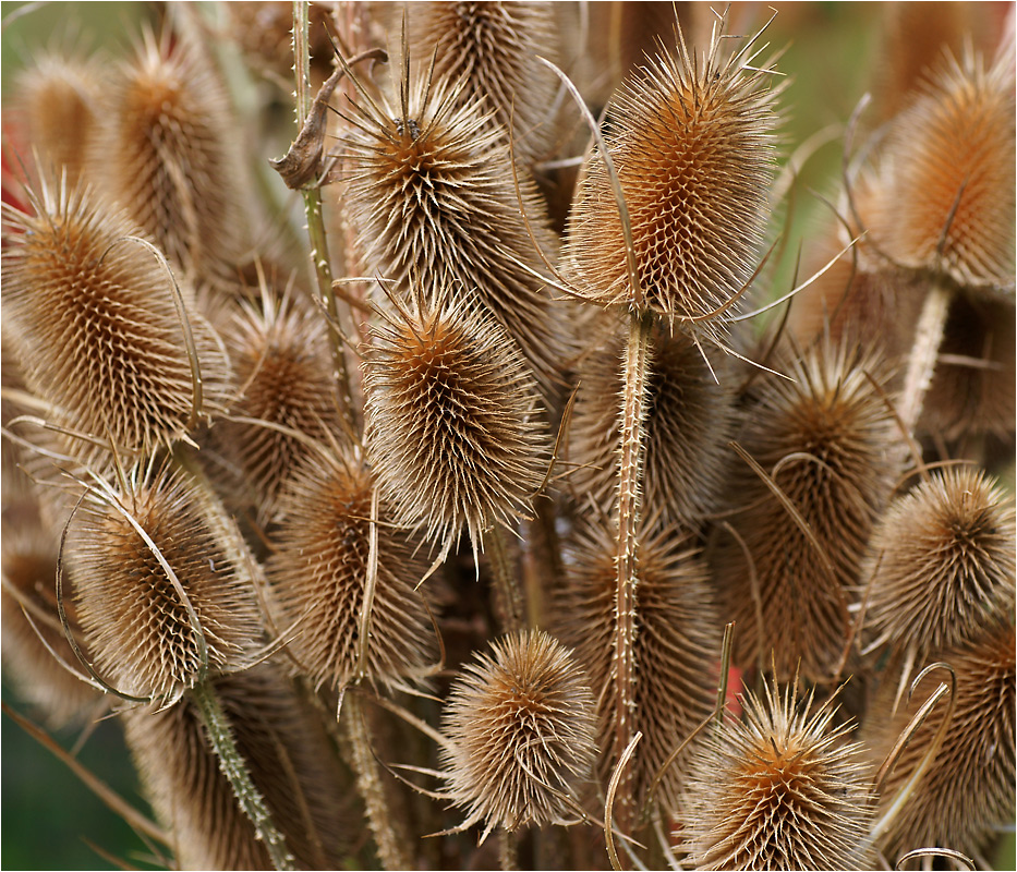 Dipsacus sylvestris - Ворсянка