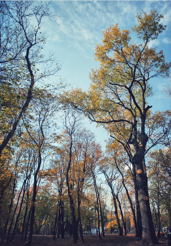 осенью на закате в парке