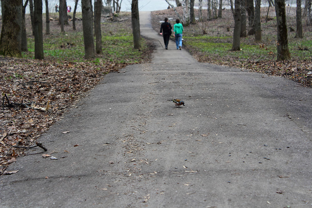 Птичка в городском парке