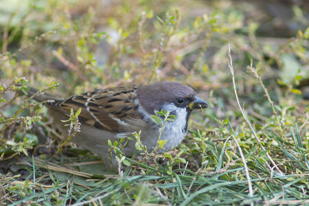 пасущийся воробей