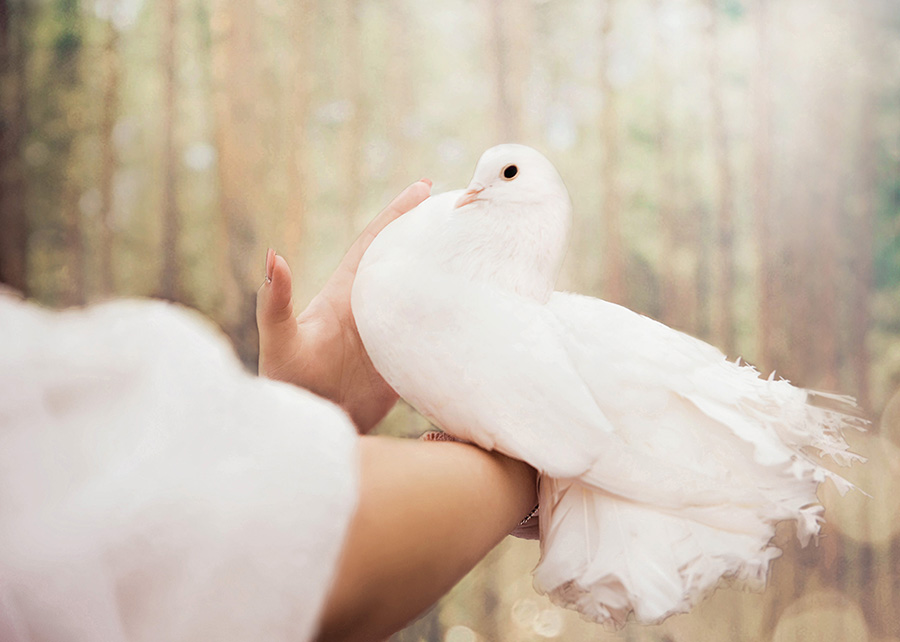 Wedding dove