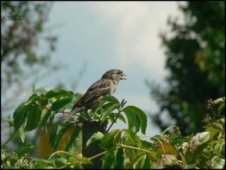 Воробей в винограде
