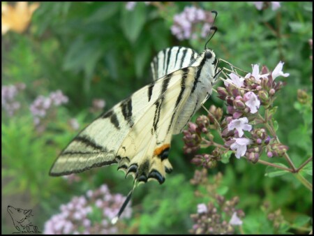 Бабочка на душице