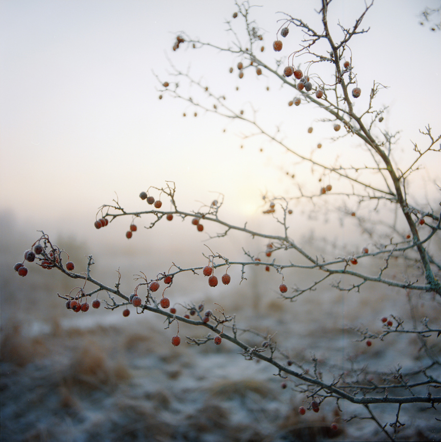 Christmas berries