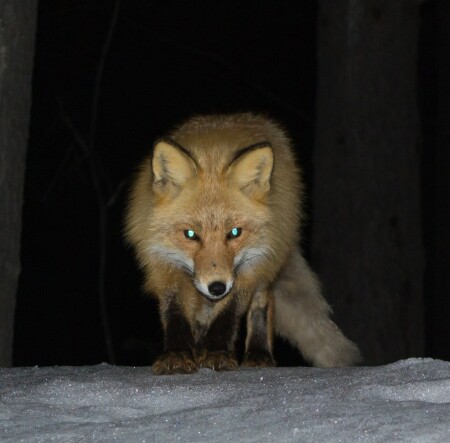 Любопытный лис.