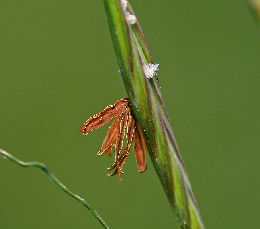 Bromopsis inermis - цветение