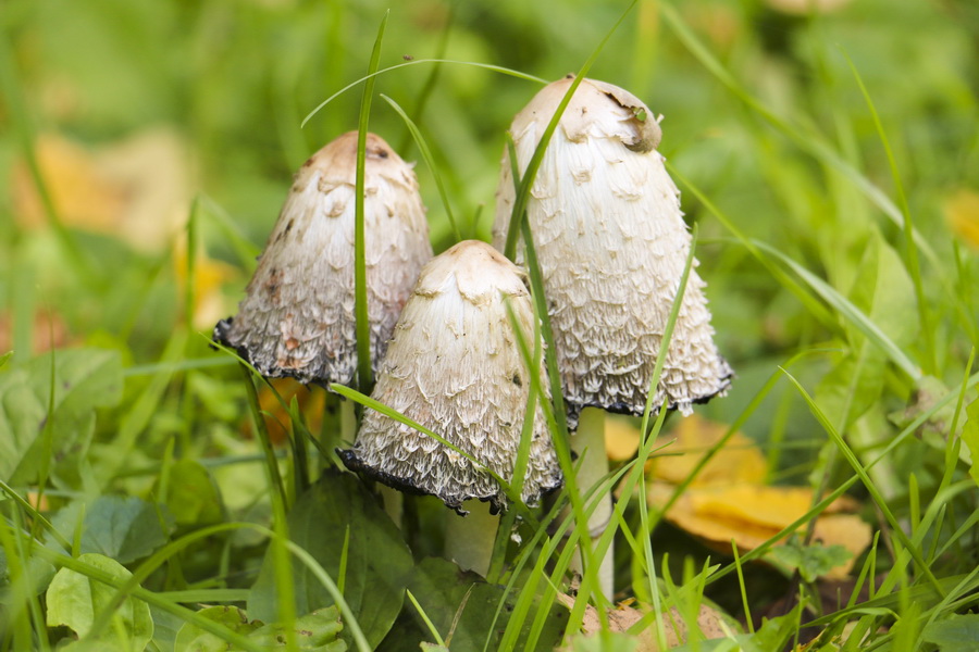 Чернильник (Coprinus comatus)