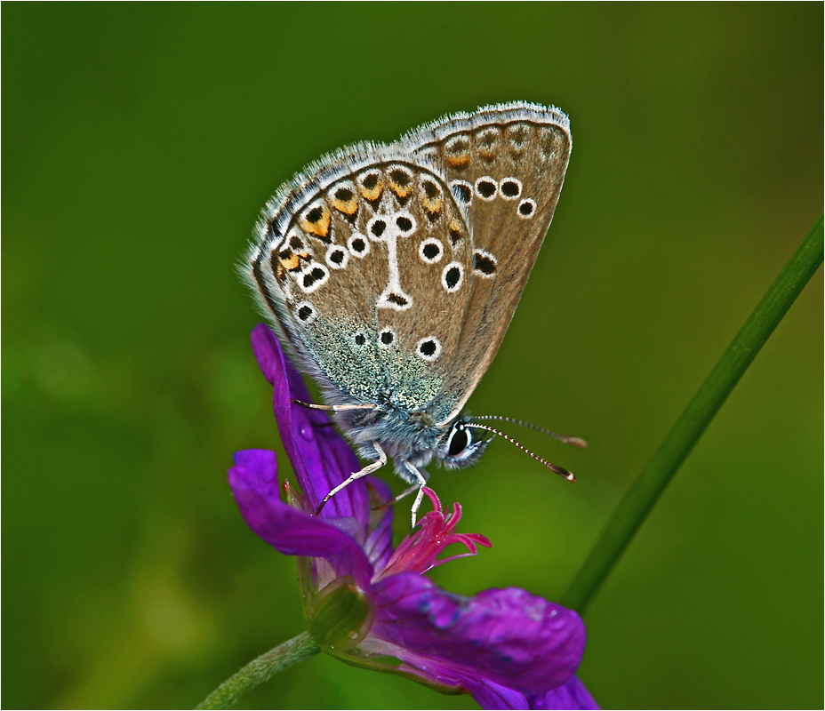 Aricia eumedon - Голубянка эвмедон.