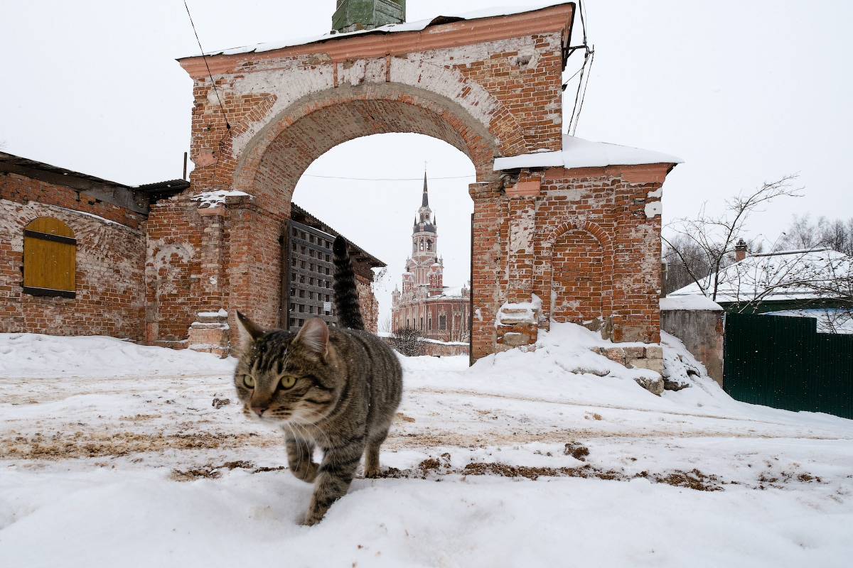 Предрождественский котейка...