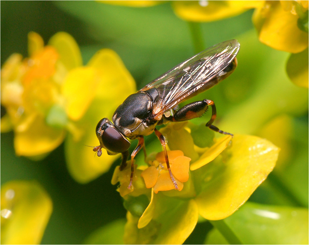 Syritta pipiens - Булавоножка писклявая