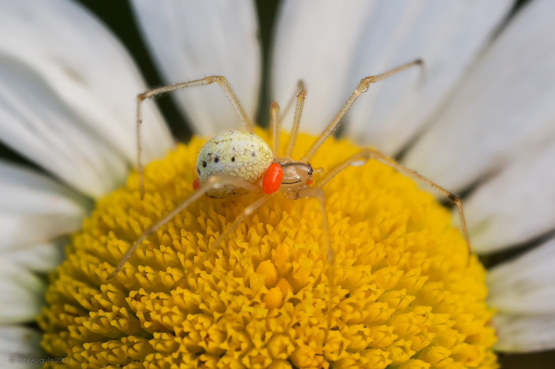 Enoplognatha ovata