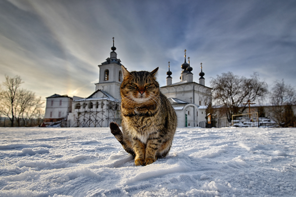 Монастырский кот