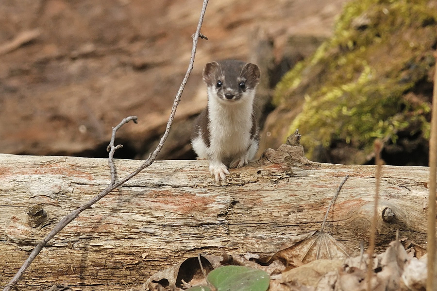 Ласка