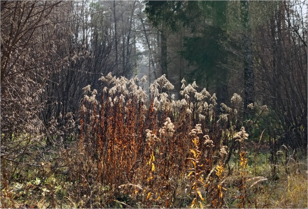 Не золотая осень