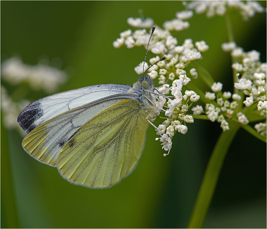 Pieris napi - Белянка брюквенная.