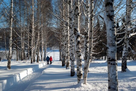 Березки