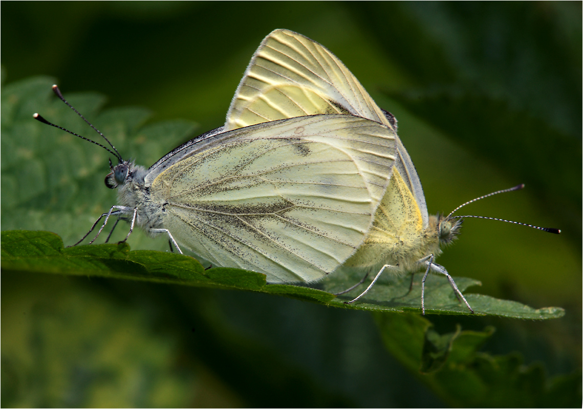 Бабочка капустная белянка имеет мучнисто. Белянка Брюквенница. Бабочка капустница. Капустница Белянка. Pieris napi (Linnaeus, 1758) – Белянка брюквенная..