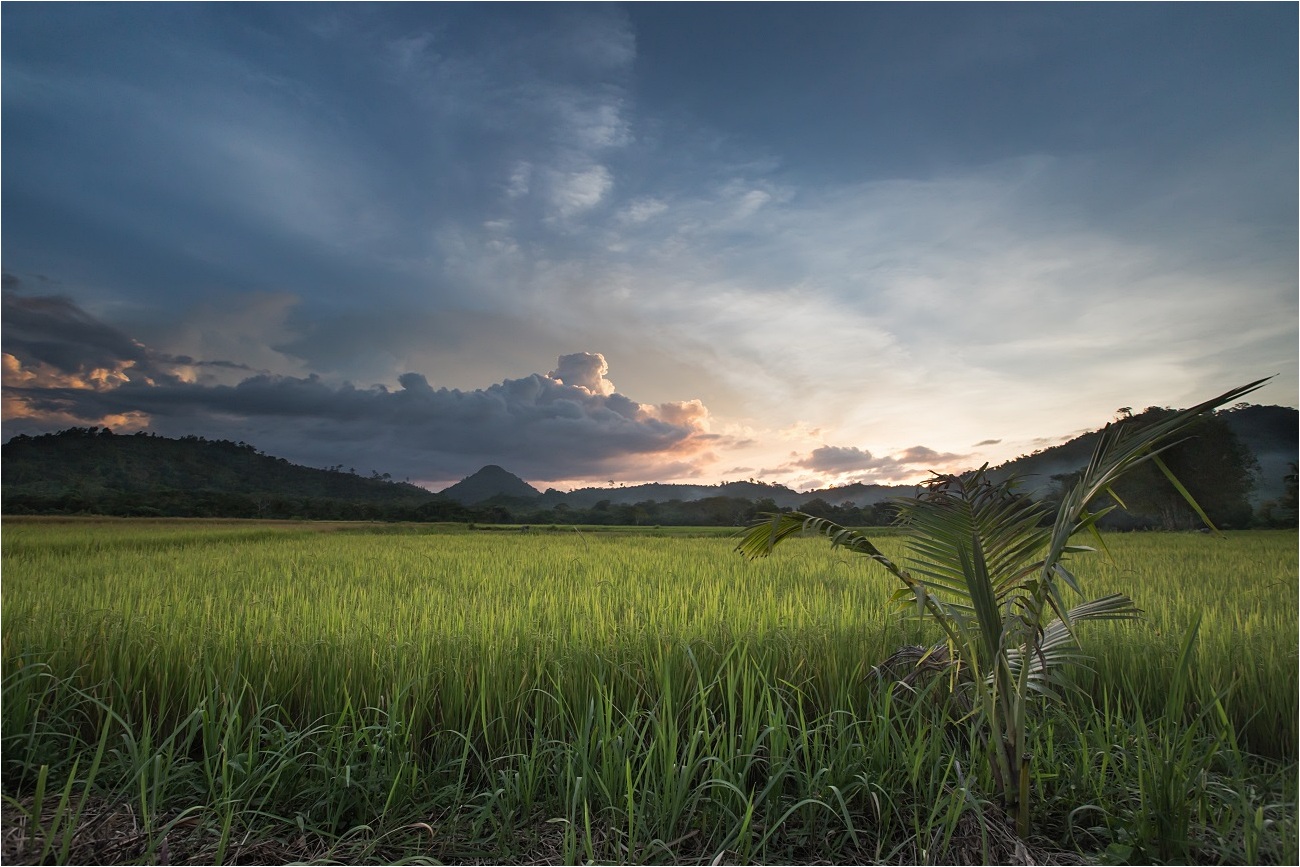 Rice Sunset