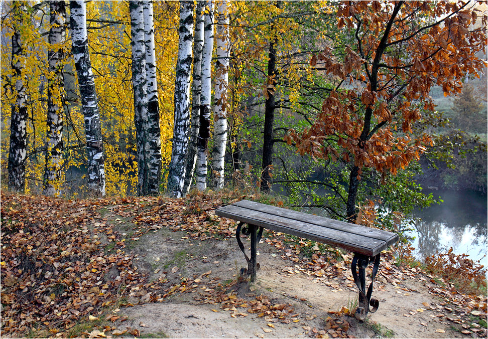 Скамеечка, берёзки и дубок