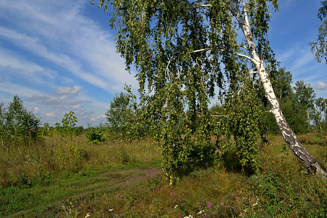 Плакала береза