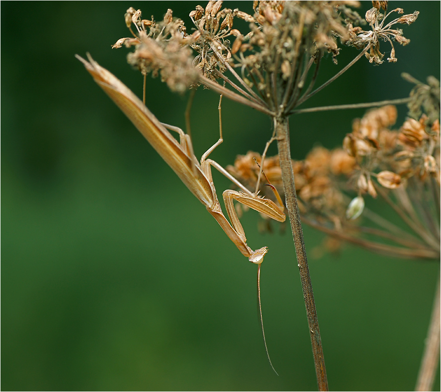 Mantis religiosa - Богомол обыкновенный