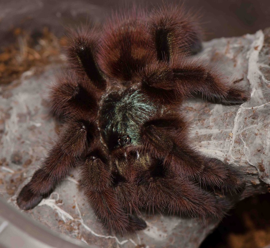 Скромняжка &quot;Avicularia purpurea&quot;