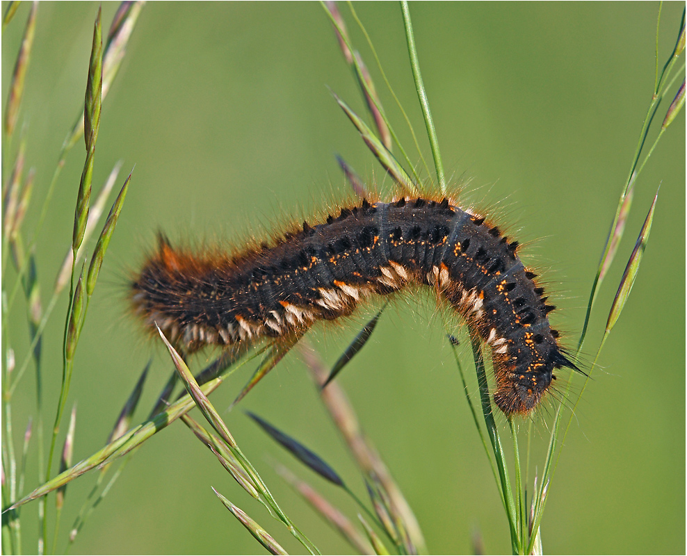 Euthrix potatoria - гусеница Коконопряд травяной.