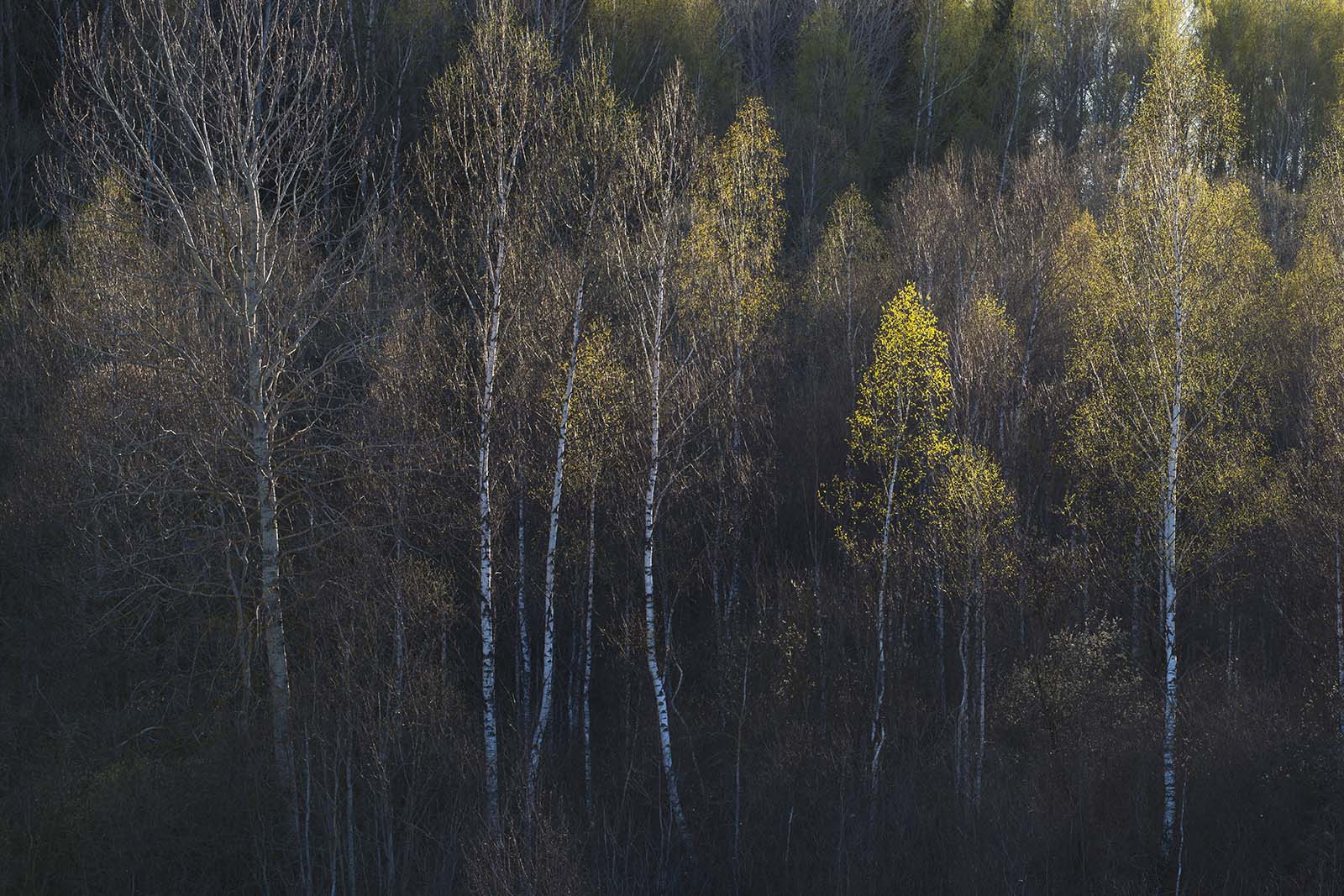 Весенняя акварель