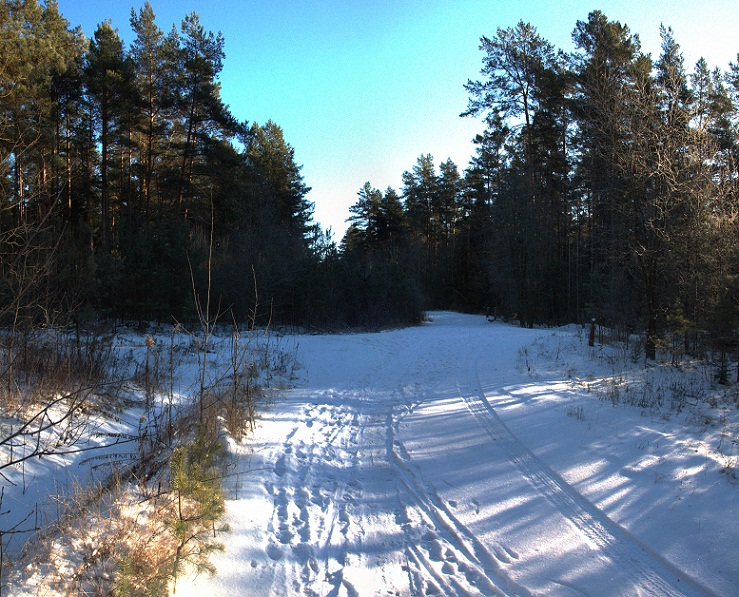 В лесу на лыжах. II.