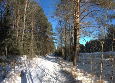 В лесу на лыжах. I.