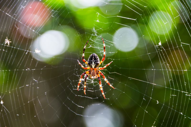 Из семейства Araneidae