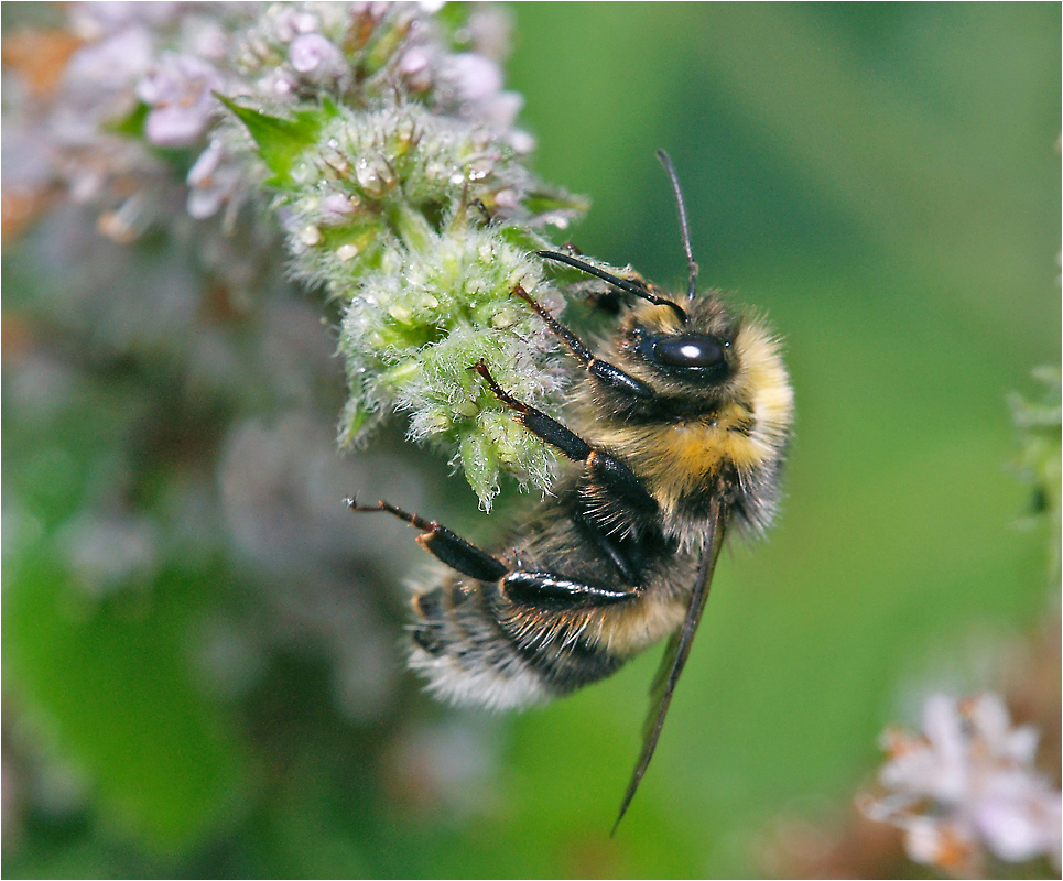 Bombus - Шмель.