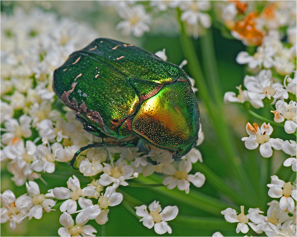 Cetonia aurata - Бронзовка золотистая или бронзовка обыкнове